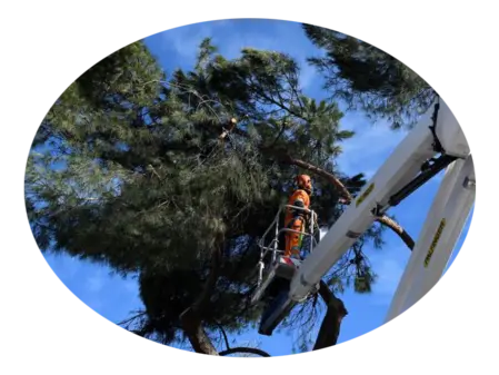 Poda de árboles en altura