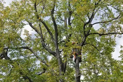 Arborista realizando poda en altura en un árbol de Alcobendas