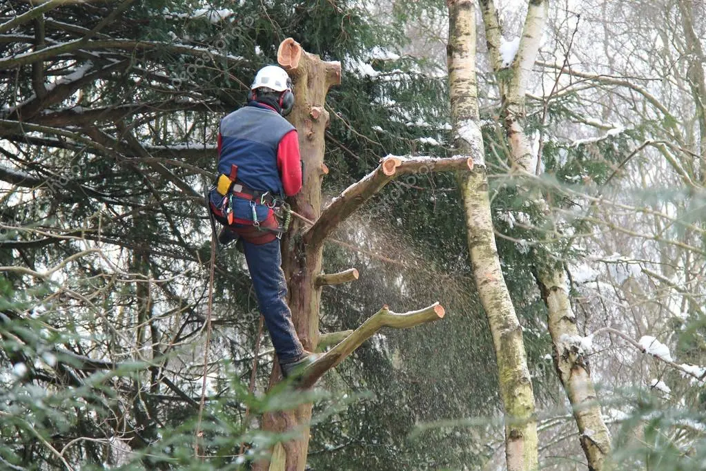 Poda de árbol en altura con equipo de seguridad