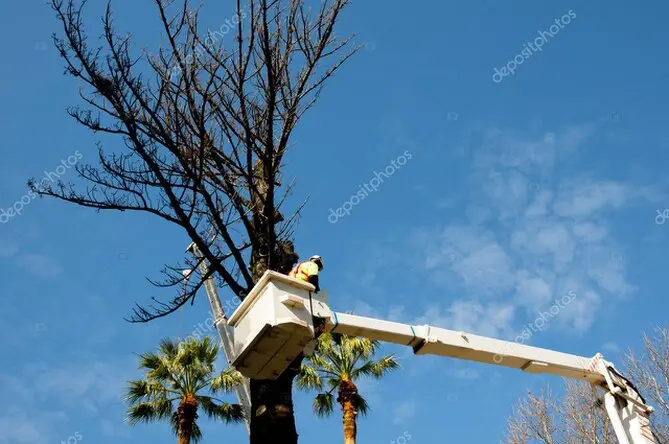Tala controlada de árbol cerca de una vivienda