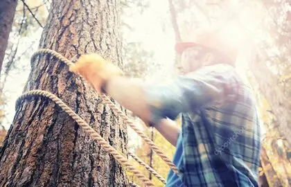 Arborista realizando poda en altura con cuerdas