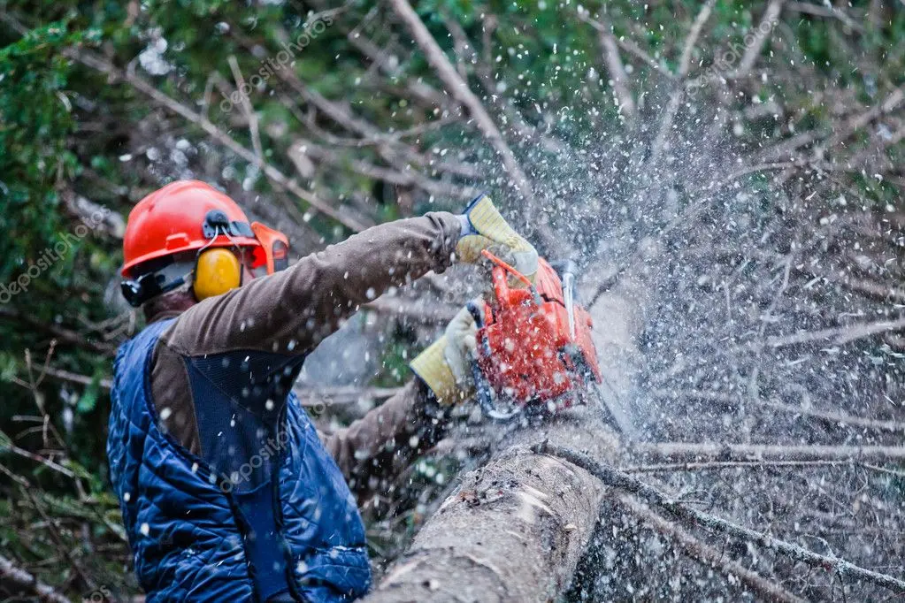 Tala controlada de un árbol junto a una vivienda