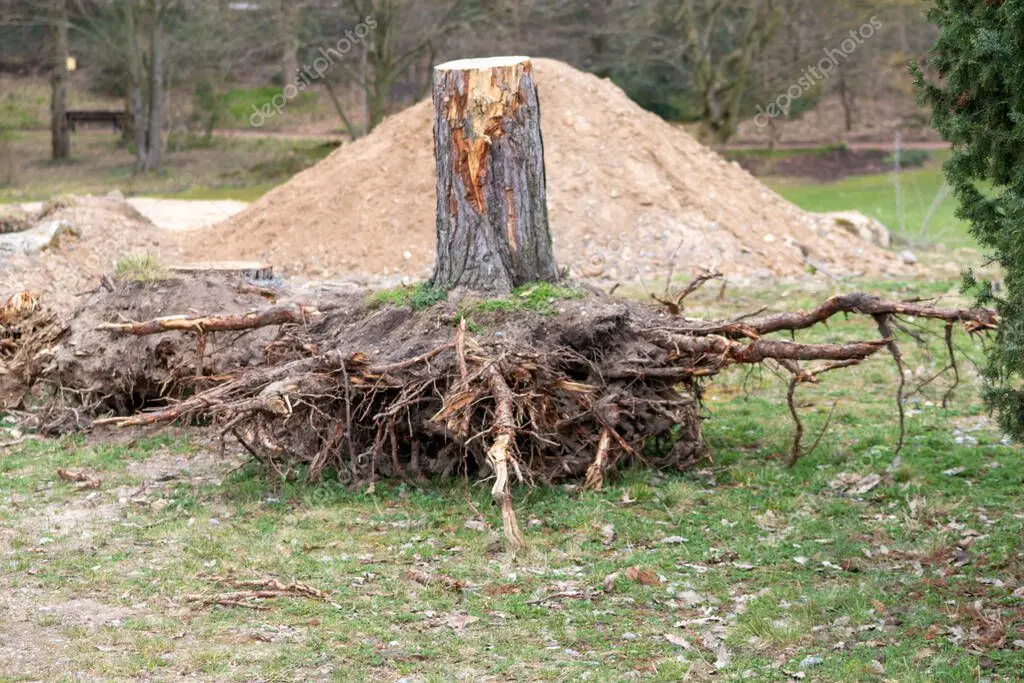 Máquina retirando el tocón de un árbol