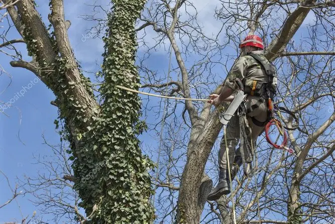 Arborista realizando poda en altura en un pino