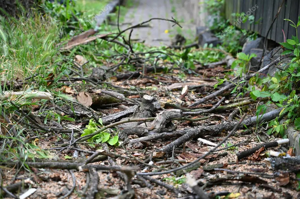 Jardinero cuidando árboles y setos en un jardín urbano