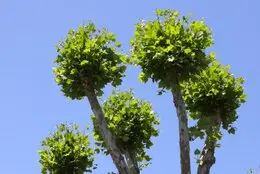 Tala y poda de árboles, Madrid Podas y talas árbol en Madrid