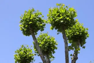 Tala y poda de árboles, Ávila y provincia Podas y talas árbol en Ávila y provincia