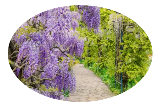 Mantenimiento de jardines