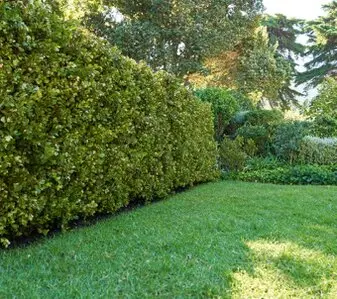 Transforma Tu Jardí, Servicios de Arboricultura Profesional Solicita Servicios de Arboricultura Profesional"