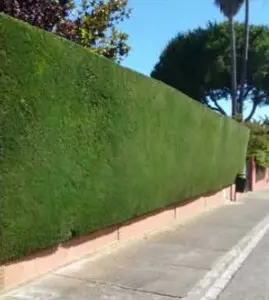 Belleza y mantenimientos en tu jardín mantenimiento cipreses en tu jardín